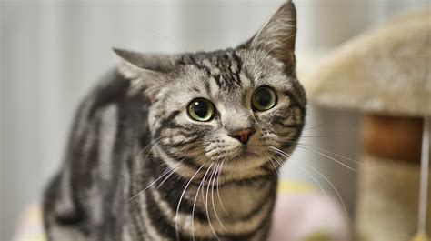 American Shorthair Cats Pet Health Insurance And Tips