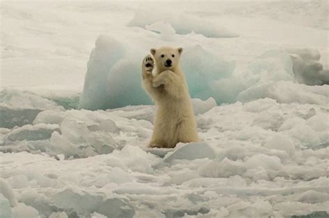 Pictured Adorable Polar Bear Cubs Get Playful In The Snow