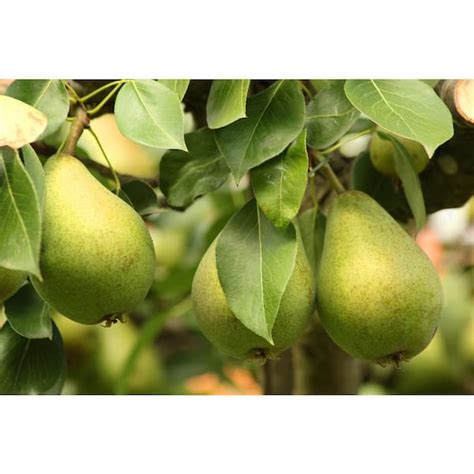 Danjou Pear Tree