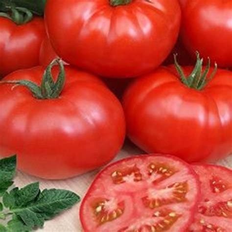 Beefsteak Tomato Red Mikado Seeds Organically Grown Heirloom Vegetable