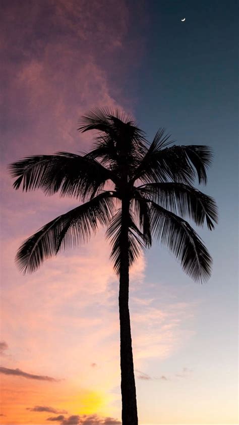 Print Of Palm Tree 5x7 On Mercari Tree Wallpaper Iphone Palm Trees