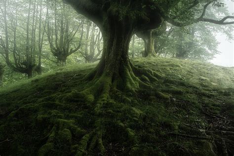Eternal Trees Photograph By Alfonso Maseda Varela Fine Art America
