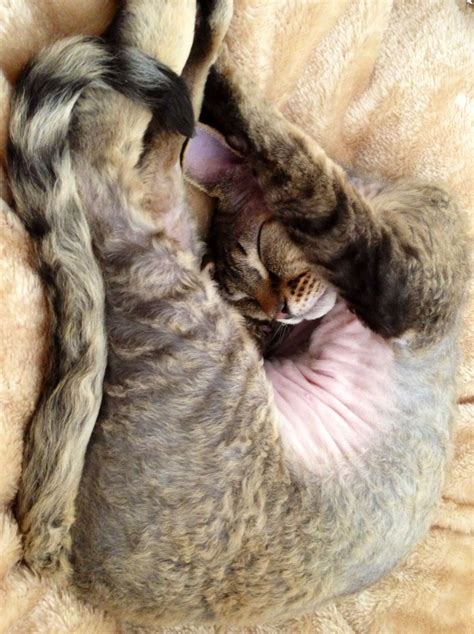 Posts with text available by age without vaccination will be deleted! Devon Rex Stanley | Devon rex kittens, Cornish rex cat ...