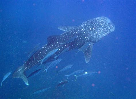 Rhincodon Typus The Whale Shark The Great Barrier Reef