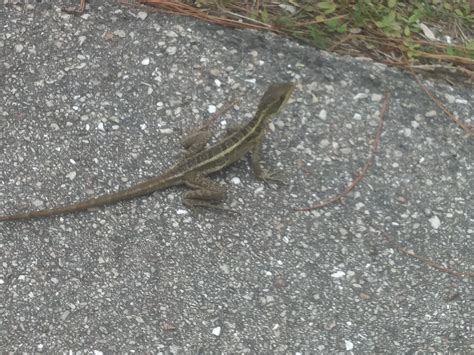 We Found This Lizard On Our Street In Florida And We Were Wondering