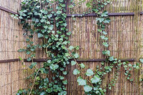 Der sichtschutz auf der terrasse ist sehr vielfältig und deshalb. Sichtschutz für die Terrasse » Die besten Ideen, Tipps und ...
