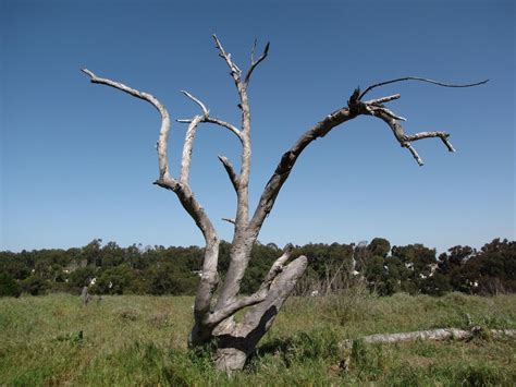 Dead Tree Free Photo Download Freeimages