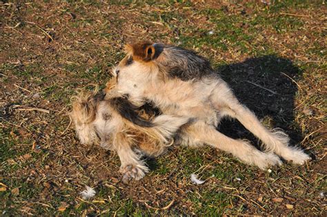 Waschen sie sämtliche befallenen bettbezüge auf höchster temperatur und trocknen sie sie im wäschetrockner. Flöhe im Garten » So werden Sie die Plagegeister los