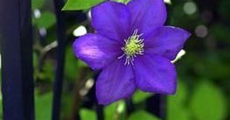 We did not find results for: How to prune clematis -- know your Groups 1, 2 and 3