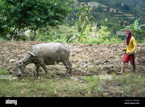 Filipino Farmer Hi Res Stock Photography And Images Alamy