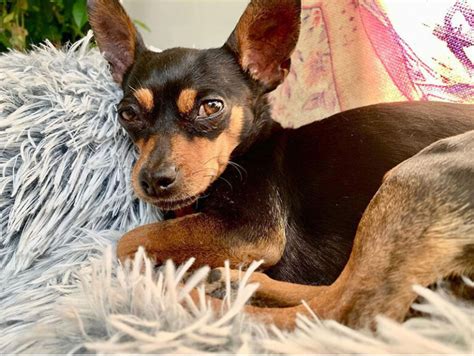 Chihuahua Miniature Pinscher Mix The Ultimate Guide 2023 Myk9life