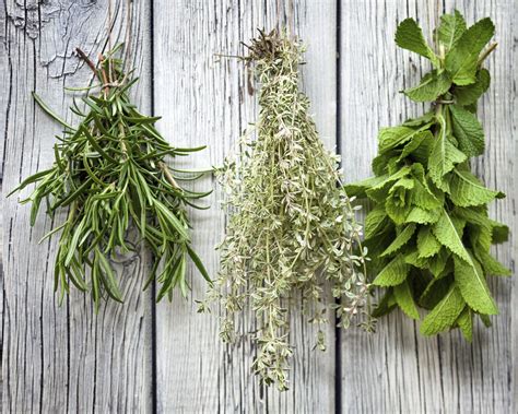 Harvesting Drying And Storing Magical Herbs