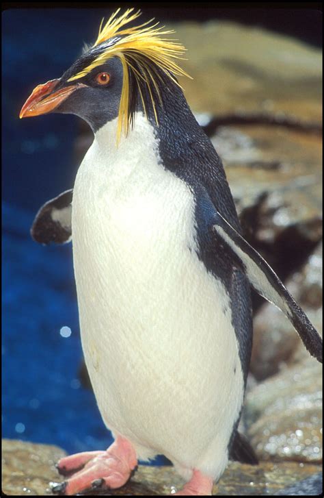 Macaroni Penguin Alchetron The Free Social Encyclopedia