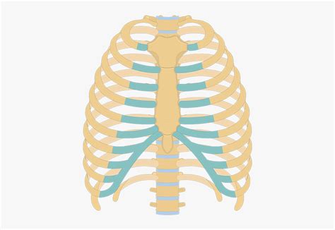 It connects to the ribs via cartilage and forms the front of the rib cage, thus helping to protect the heart, lungs, and major blood vessels from injury. Clip Art Picture Of Human Ribs - Unlabeled Rib Cage ...