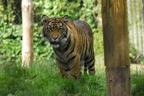 Free Images Nature Animal Wildlife Zoo Jungle Fauna Tiger