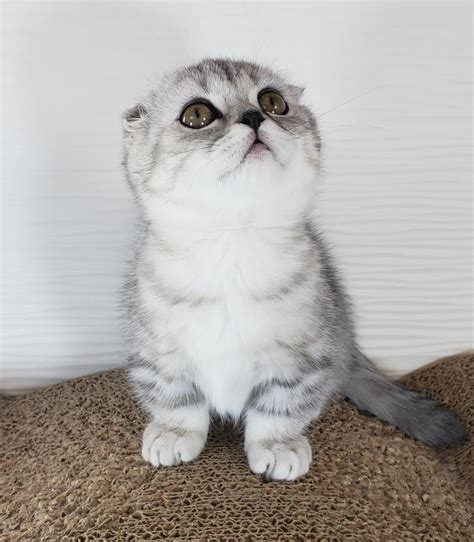 Scottish Fold Cats For Sale Los Angeles Ca 288638