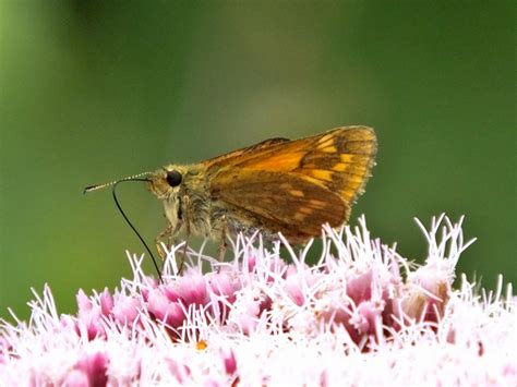 Large Skipper Ochlodes Sylvanus Devon Wildlife Trust Chud Flickr