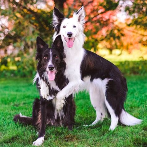 Hugging Dogs Get New Border Collie Puppy Brother