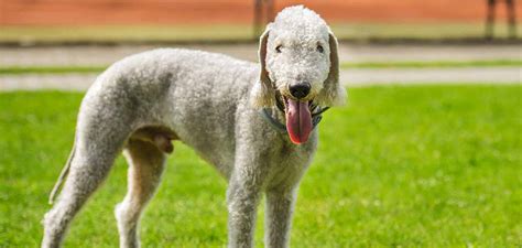 10 Rarest Dog Breeds In The World