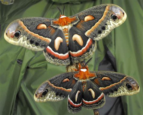 Cecropia Moth Colorful Climax Of Brief Beauty Transition From