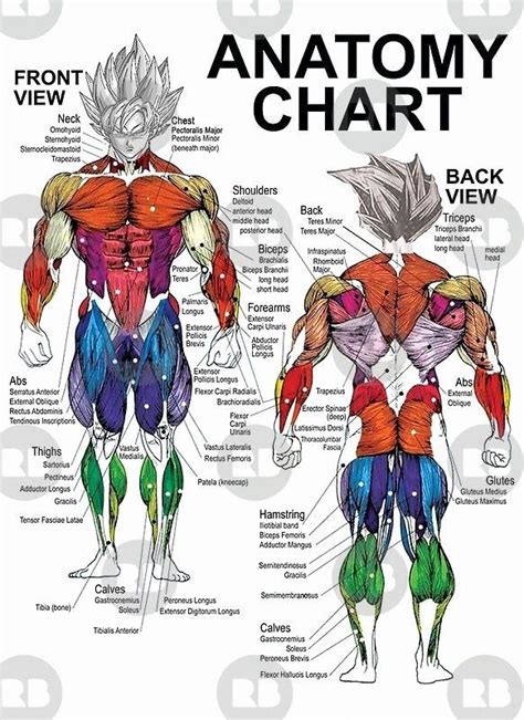 An Image Of The Anatomy Of A Man Poster
