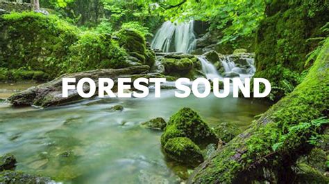 forest sounds