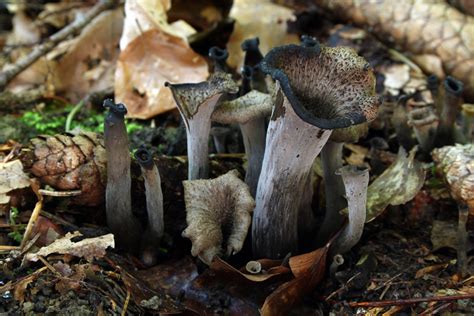 The 12 Best Edible Wild Mushrooms Meateater Cook
