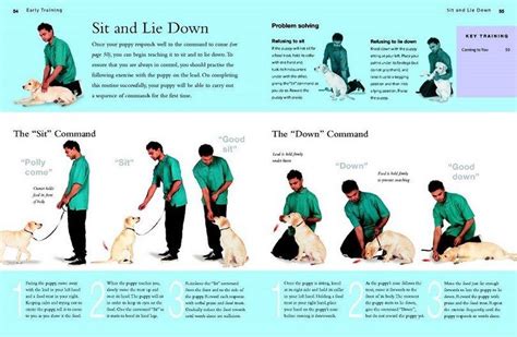 Sit And Lie Down Infographic Dog Training Dog Training Tips Dog