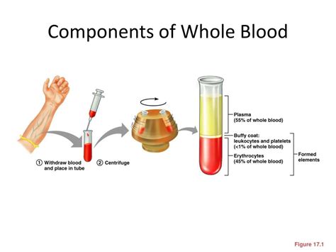 Ppt Composition Of Blood Powerpoint Presentation Free Download Id