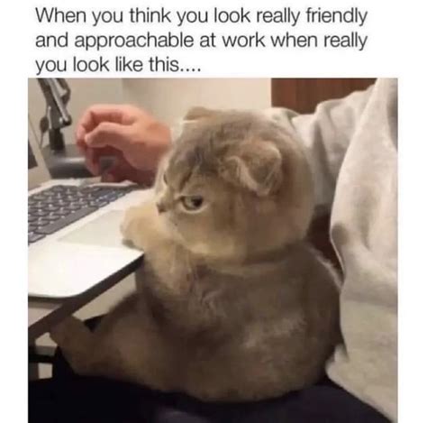 Work Face Funny Cat Memes Work Memes Work Humor