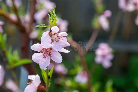 Pink Flowers Of The Peach Blossoms In Garden At Spring Day Stock Photo