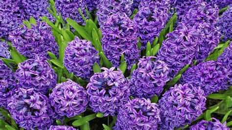 Beautiful Purple Flower Images Youtube
