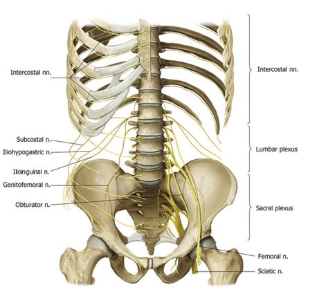 Surgical Anatomy Of The Lumbar Plexus With Emphasis On Landmarks