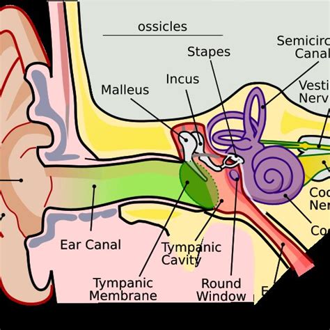 Anatomy Of Middle Ear Download Scientific Diagram