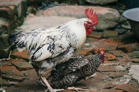 Rooster Mating With Hen By Stocksy Contributor Alejandro Moreno De