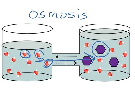 Osmosis Science Showme