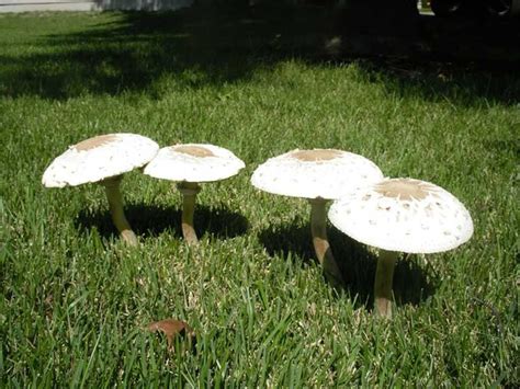 Mushrooms are unsightly in a well-maintained lawn | Lifestyles | enewscourier.com