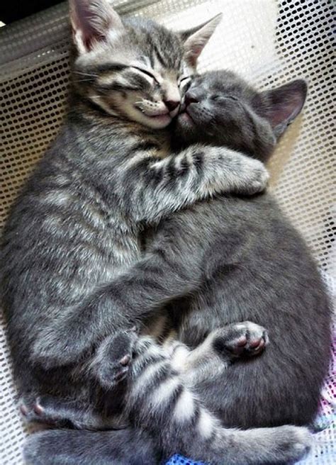 Photos Of Cats Hugging Is The Cutest Thing Ever