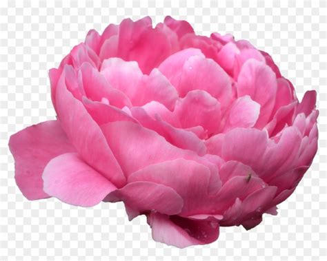 Peonies Png Photo Pink Peony Transparent Background Png Download