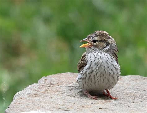 Baby Chipping Sparrow With Attitude James City County Va Flickr