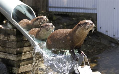 Otters' mothers are killed for the pet trade, and that's really an unacceptable price to pay. Otters enjoy water slide at Japanese zoo - Hot Topics