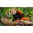 How Many Red Pandas Are Left In The Wild  Readers Digest