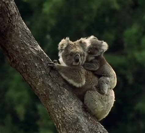 Zdorodz Baby Animals Baby Koala Animals