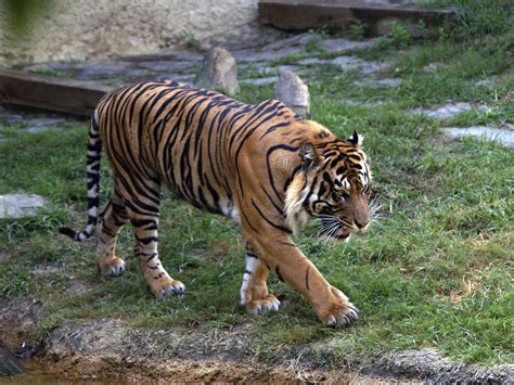 Memphis Zoo 09 03 2009 Amur Tiger 8 Amur Tiger Memphis Z Flickr