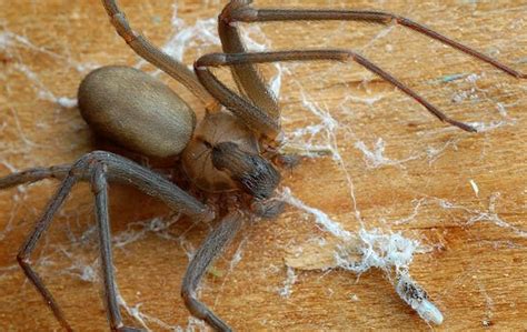Blog Baldwyns Guide To Effective Brown Recluse Spider Control