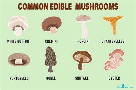 Can Babies Eat Mushrooms? Benefits, Risks And Recipes