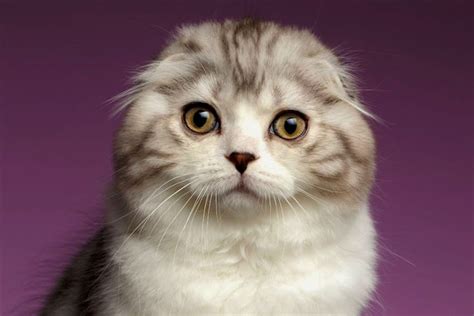 5 Things To Know About Scottish Folds Petful
