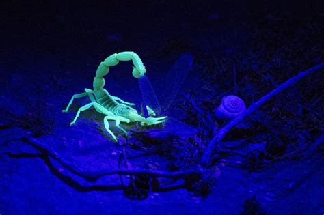 It was released as the first single from the album, and was a top 40 hit in at least five countries, including their native germany where it peaked at no. 10 Amazing Bioluminescent Creatures Living On Our Planet ...