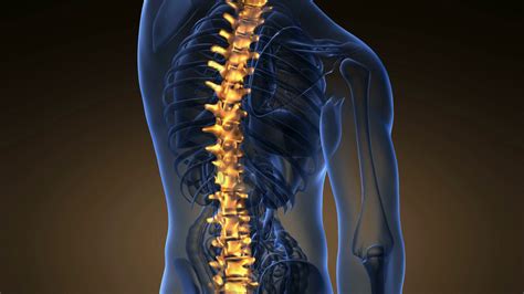 Backbone Backache Science Anatomy Scan Of Human Spine Bones Glowing