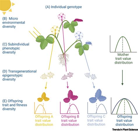 Phenotypic Epigenetic And Fitness Diversity Within Plant Genotypes